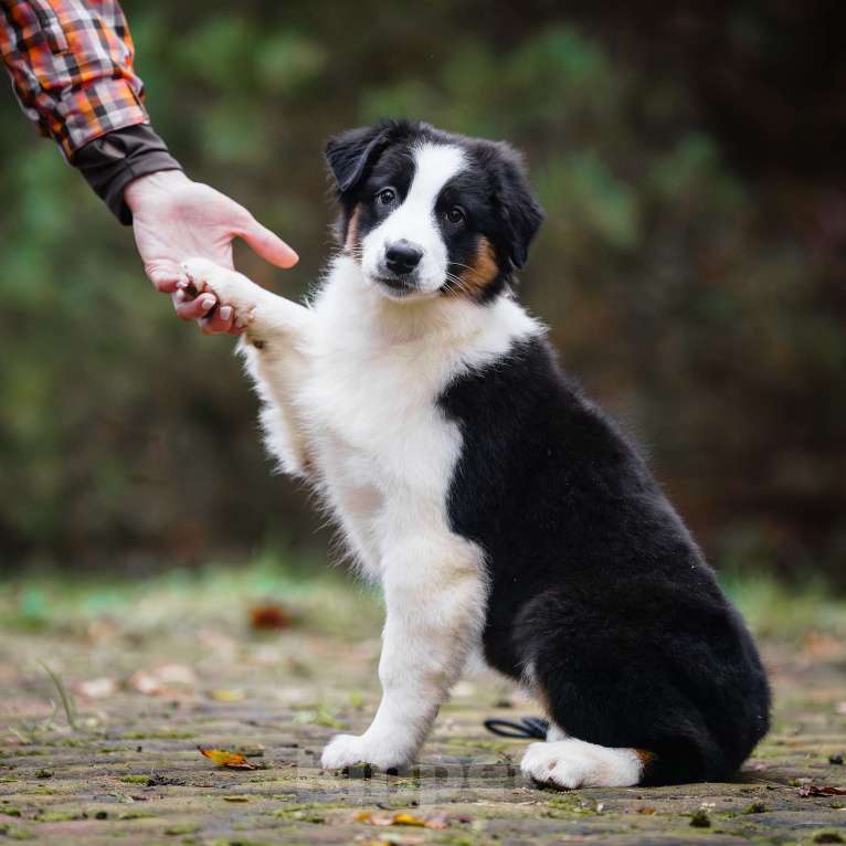 Собаки в Звенигороде: Щенки австралийской овчарки  Девочка, 50 000 руб. - фото 4