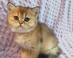 Кошки в Санкт-Петербурге: Шотландская золотая шиншилла. Мальчик Мальчик, 20 000 руб. - фото 2