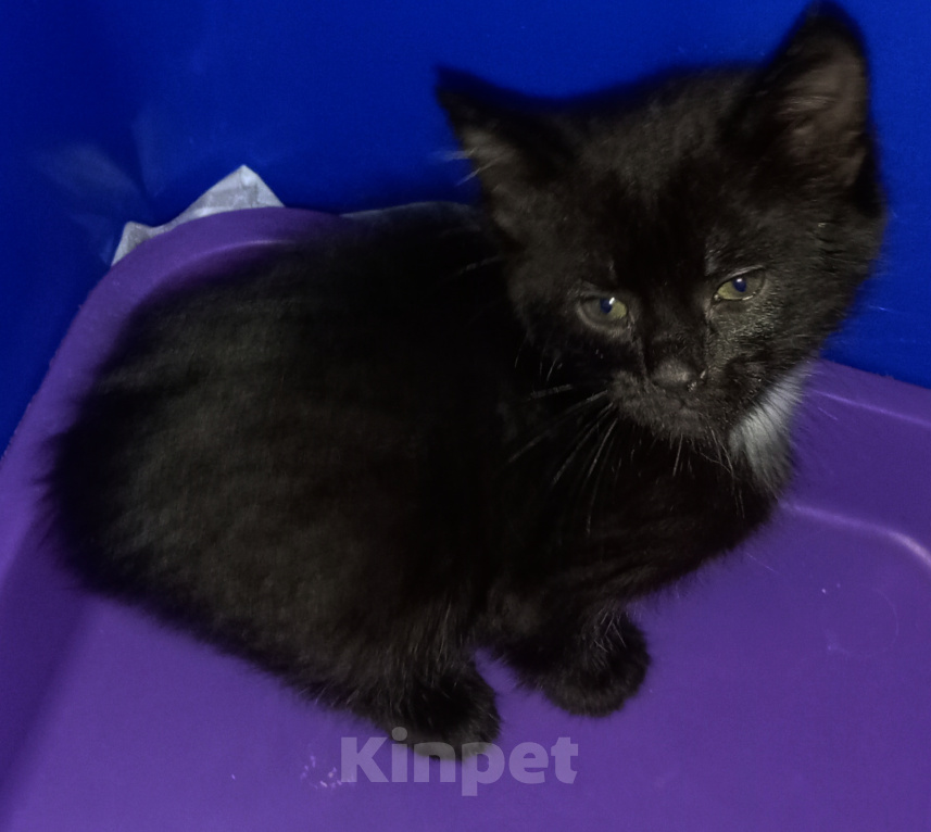 Кошки в Жуковском: Котята Девочка, Бесплатно - фото 8