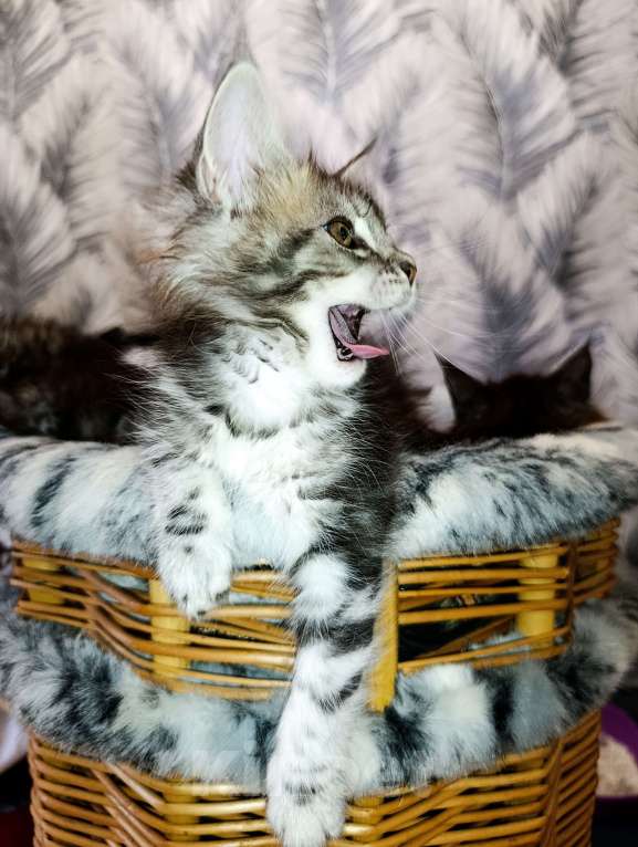 Кошки в Москве: Мейн Кун котенок Девочка, 35 000 руб. - фото 5