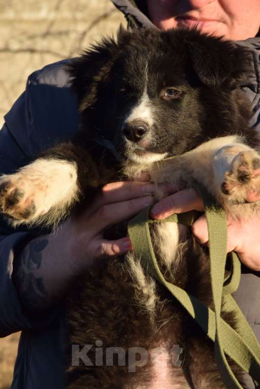 Собаки в Москве: Нежный малыш в поиске дома☺️ Мальчик, Бесплатно - фото 6