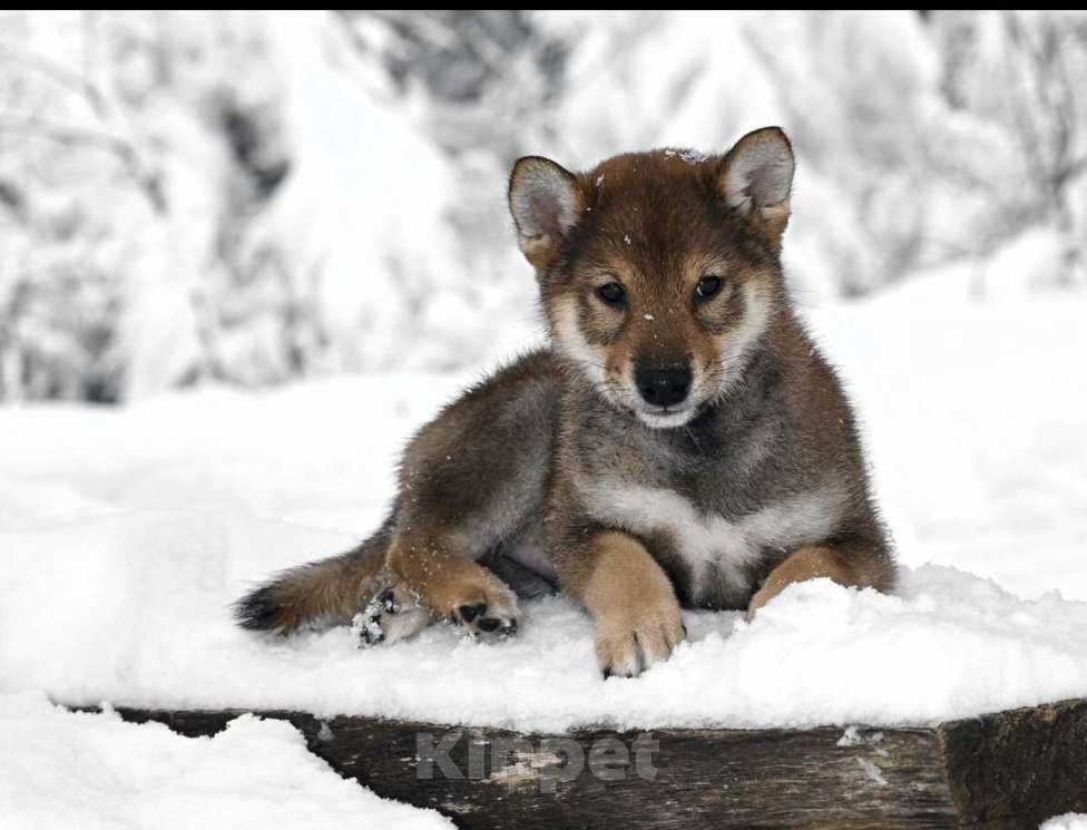 Собаки в Москве: Сиба ину питомник FUDZISAN Мальчик, 120 000 руб. - фото 5