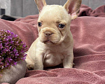 Собаки в Москве: Французский бульдог щенок Девочка, 60 000 руб. - фото 3