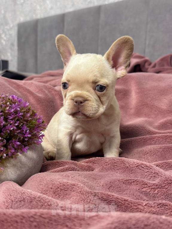 Собаки в Москве: Французский бульдог щенок Девочка, 60 000 руб. - фото 3