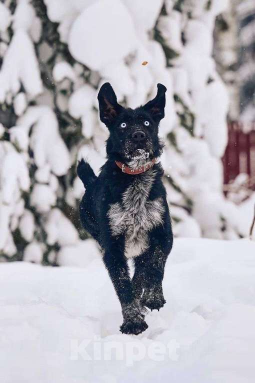 Собаки в других городах Московской области: Джастин якутенок Мальчик, Бесплатно - фото 5