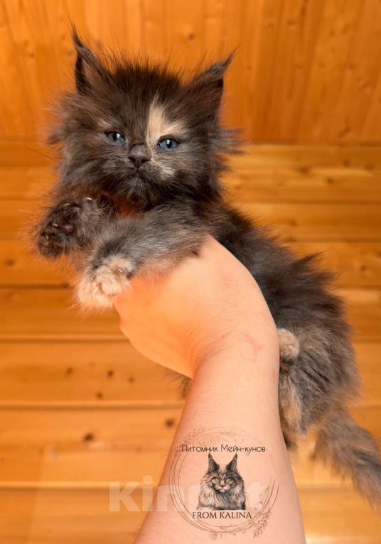 Кошки в Санкт-Петербурге: Голубокремовая черепашка котенок Девочка, 35 000 руб. - фото 1
