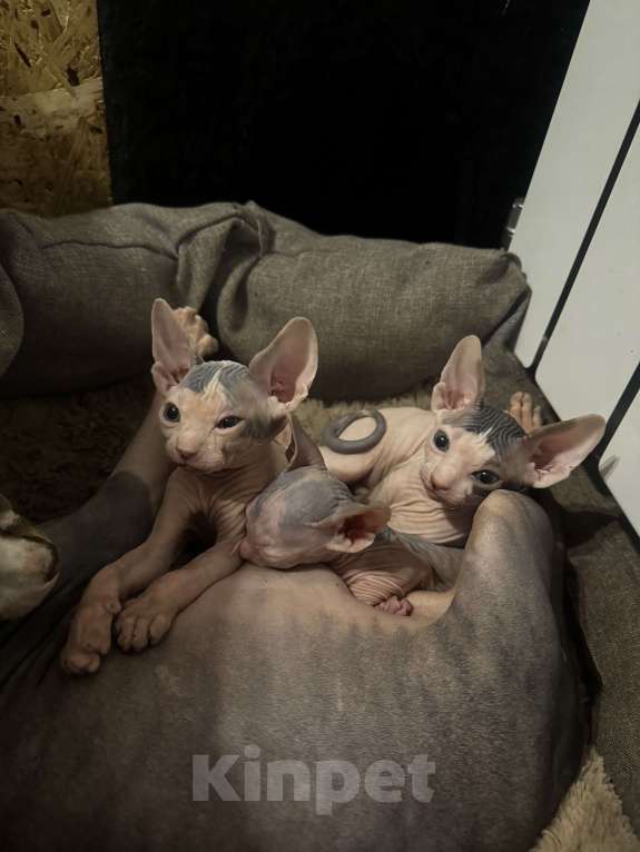 Кошки в Новосибирске: Продам канадского сфинкса мальчик Мальчик, 11 000 руб. - фото 6