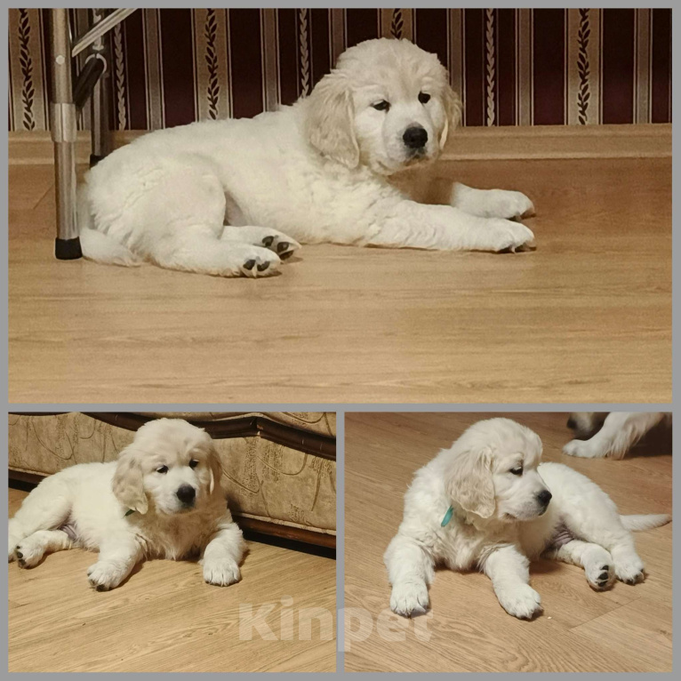 Собаки в Екатеринбурге: Золотистый ретривер щенок Мальчик, 80 000 руб. - фото 1