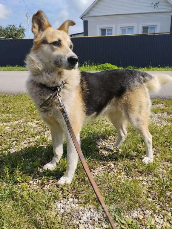 Собаки в Липецке: Собака в добрые руки  Мальчик, Бесплатно - фото 6