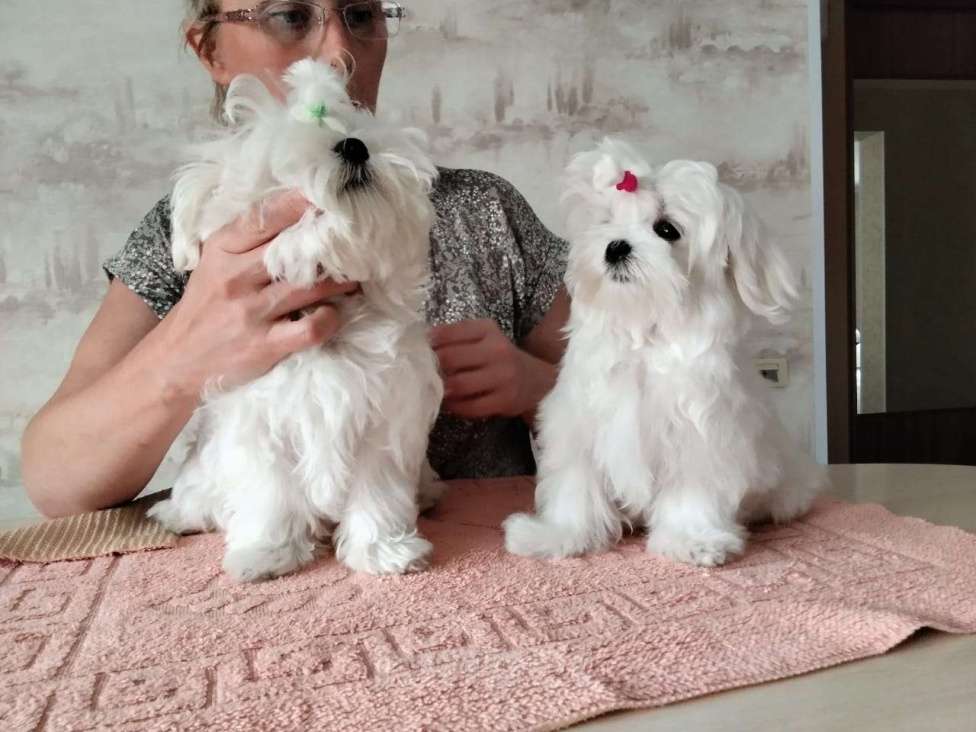 Собаки в Кемерово: королевские собачки Мальчик, Бесплатно - фото 2