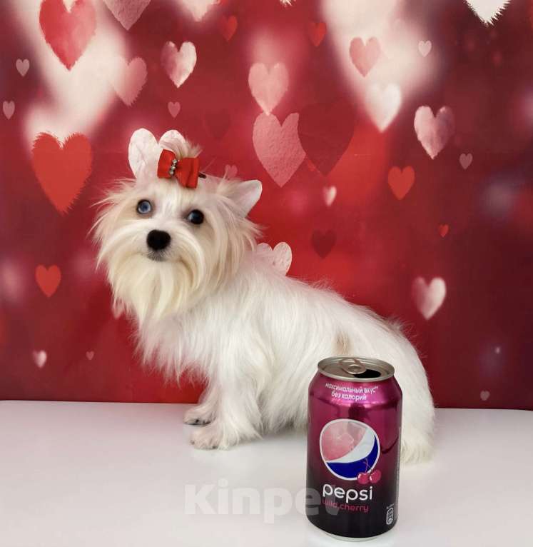 Собаки в Москве: Белый йорк с синими глазами девочка подрощенная Девочка, 100 000 руб. - фото 4