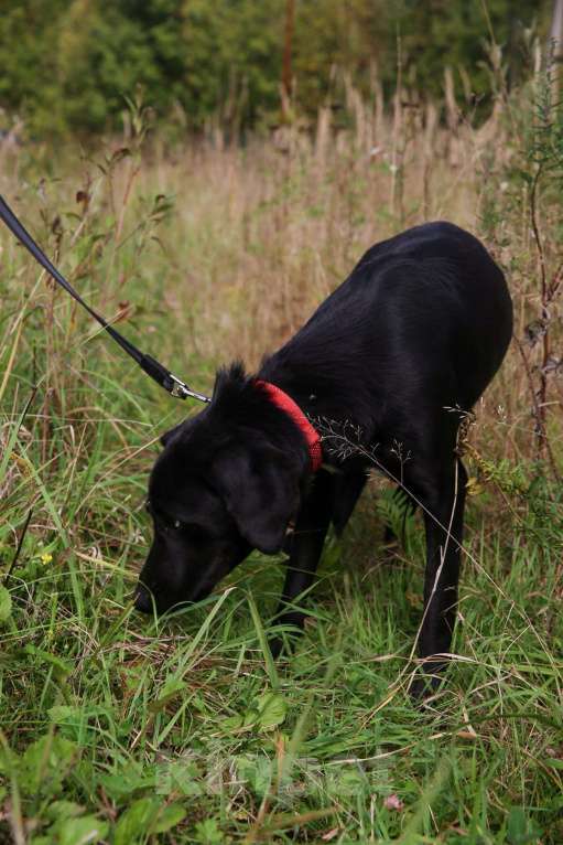 Собаки в Москве: Берта Девочка, Бесплатно - фото 15
