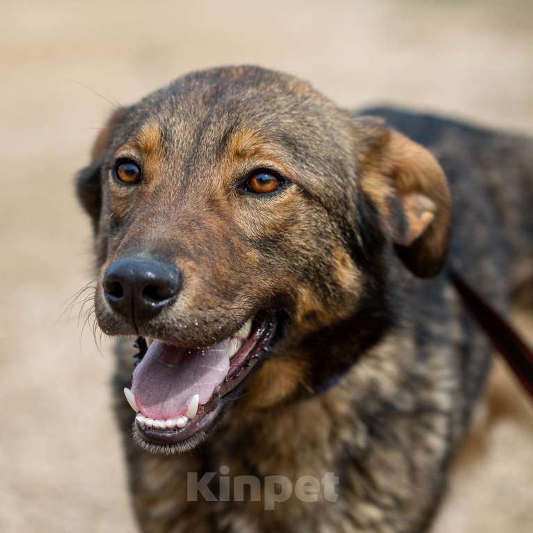 Собаки в Москве: Люсьен. Красавец пес из приюта Мальчик, Бесплатно - фото 6