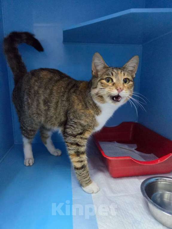 Кошки в Москве: Последний шанс Девочка, Бесплатно - фото 3