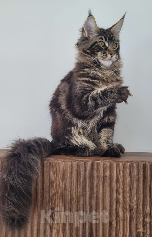 Кошки в Москве: Котенок мейн-кун чёрный мрамор Мальчик, 65 000 руб. - фото 5