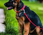 Собаки в Раменском: Красивый, брутальный щенок Мальчик, 70 000 руб. - фото 3