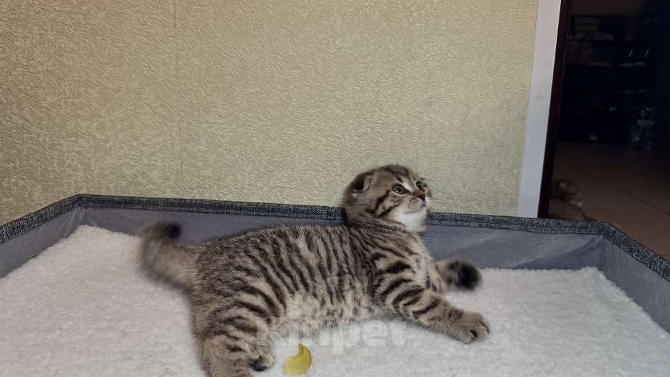 Кошки в других городах Московской области: Шотландский вислоухий котик Мальчик, 18 000 руб. - фото 3