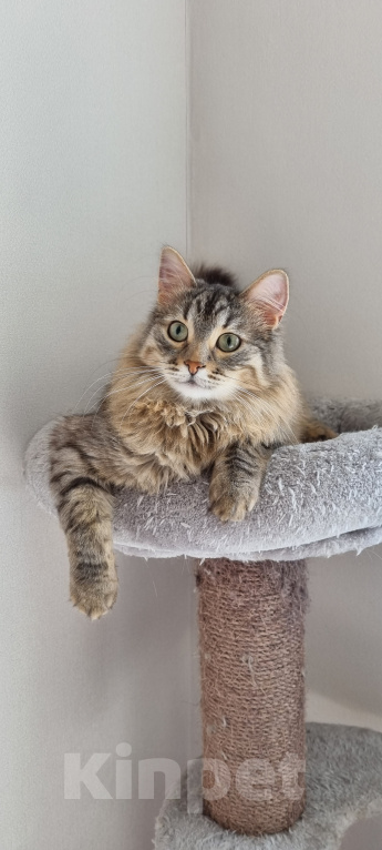 Кошки в Москве: Том и Джерри  Девочка, 7 руб. - фото 7