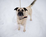 Собаки в Пушкино: Чудо-собака в добрые руки Девочка, Бесплатно - фото 4