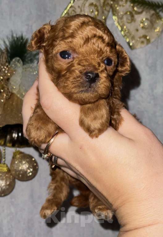 Собаки в Ижевске: Мальчик мини той  крови Китай  Мальчик, 110 000 руб. - фото 3