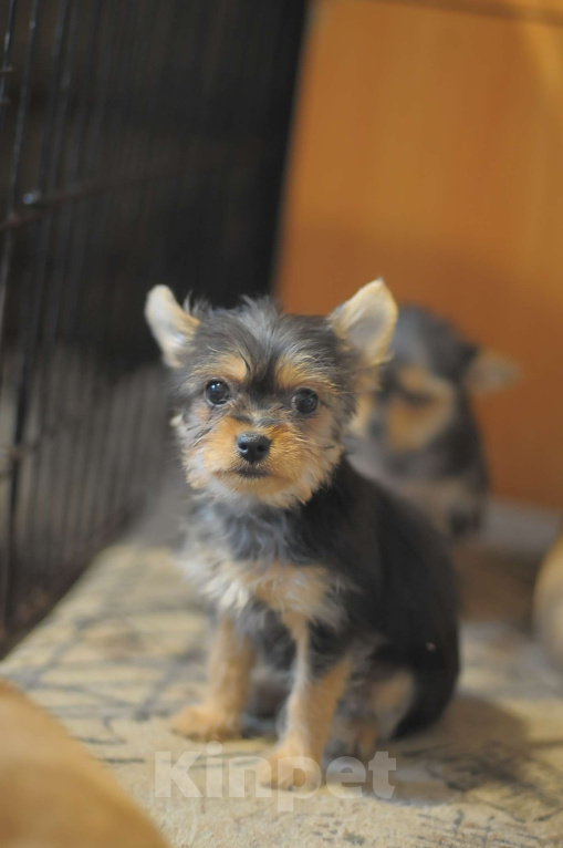 Собаки в Новосибирске: миленькая девочка, Девочка, 15 000 руб. - фото 1