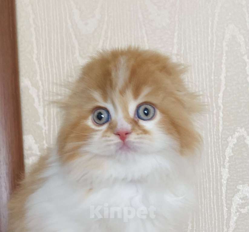 Кошки в Нижнем Новгороде: Рыжий вислоухий  Мальчик, 30 000 руб. - фото 1