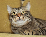Кошки в Калуге: Тигран Потапыч, настоящий полосатый кот. В добрые руки. Мальчик, Бесплатно - фото 3