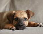 Собаки в Москве: Мы ищем дом и самых лучших родителей для Брюса Мальчик, Бесплатно - фото 9