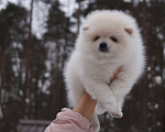 Собаки в Москве: Белая девочка померанского шпица Девочка, 35 000 руб. - фото 4