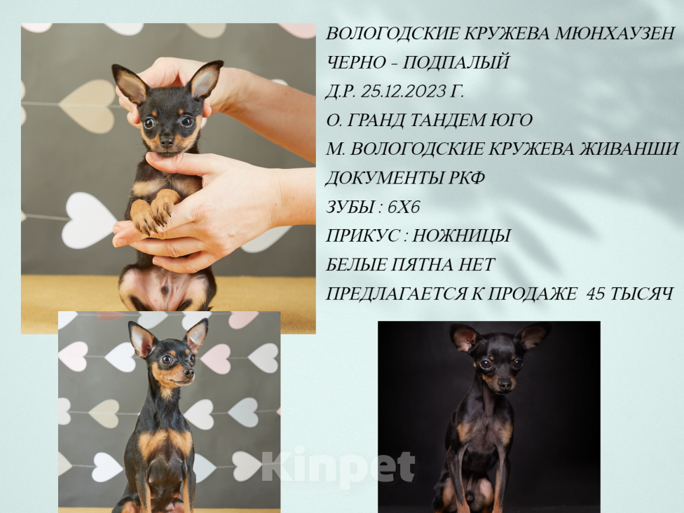 Собаки в Вологде: Щенки Русский Той Мальчик, Бесплатно - фото 1