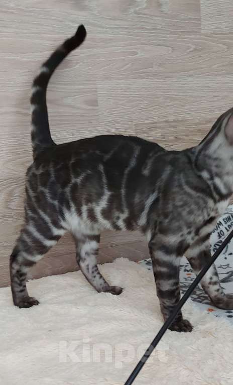 Кошки в Москве: Бенгальский ктик Мальчик, Бесплатно - фото 9