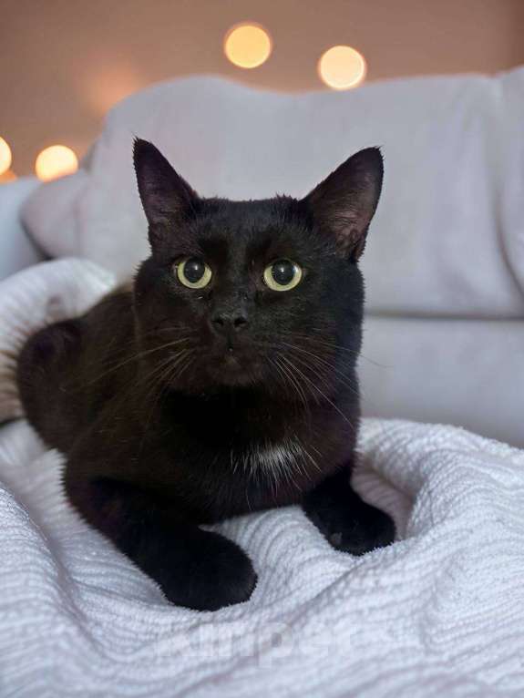 Кошки в Москве: Подарите дом Ласкуше Мальчик, Бесплатно - фото 8