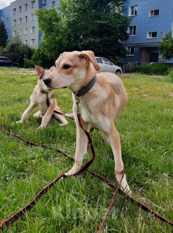 Собаки в Москве: Щенку Сене некуда идти  Мальчик, Бесплатно - фото 3