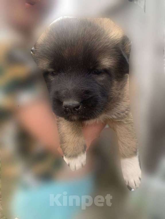 Собаки в Кургане: Немецкая овчарка Девочка, Бесплатно - фото 1