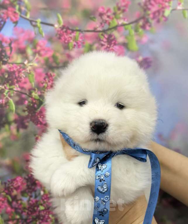 Собаки в Саяногорске: Щенок самоеда Мальчик, 65 000 руб. - фото 1