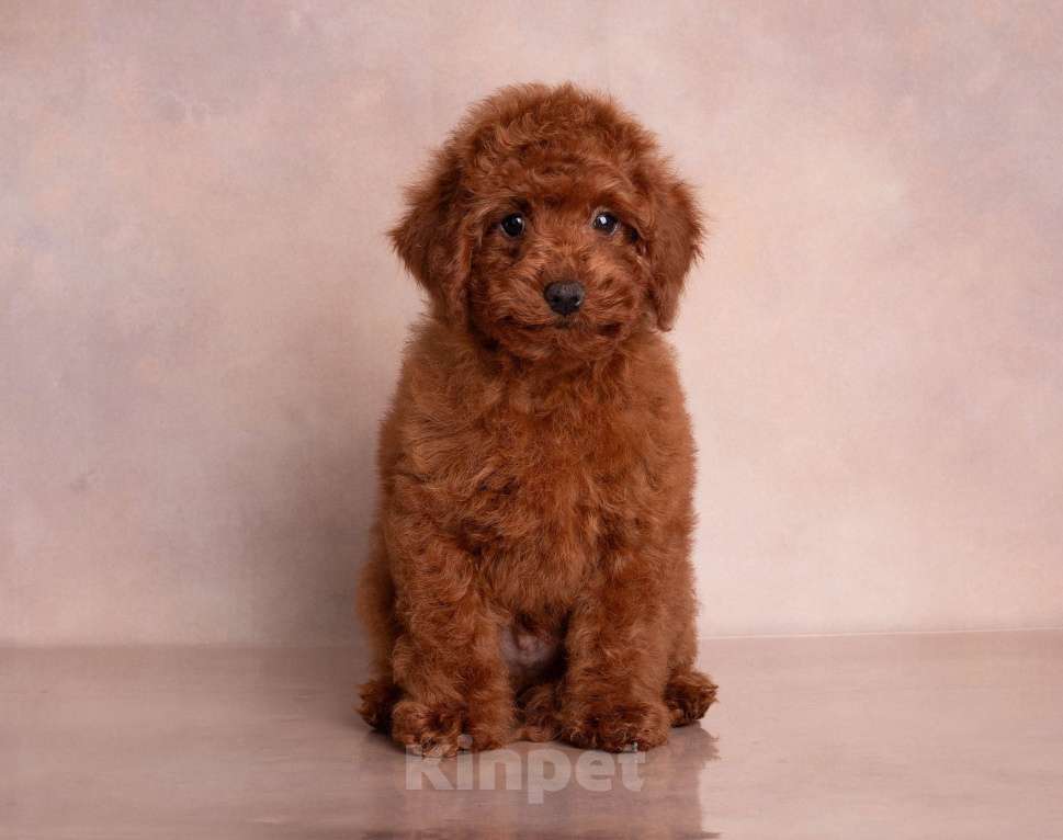 Собаки в Перми: Солнышки Разнополые, Бесплатно - фото 5