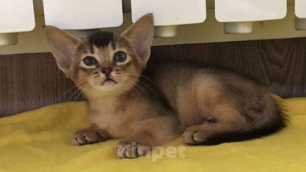 Кошки в Верее: Абиссинский чистокровный котенок Девочка, 30 000 руб. - фото 5