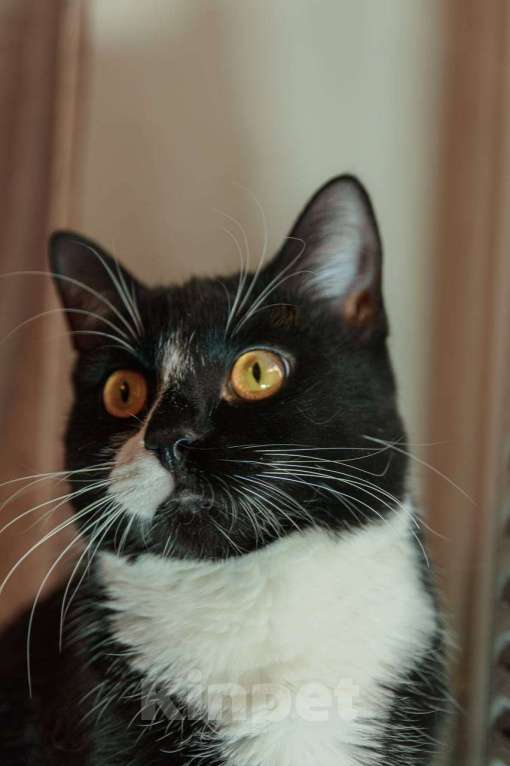 Кошки в Москве: Весёлый и беззаботный молодой кот Тоша в добрые руки Мальчик, Бесплатно - фото 3