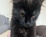 Кошки в Санкт-Петербурге: Бетти Девочка, 15 000 руб. - фото 3