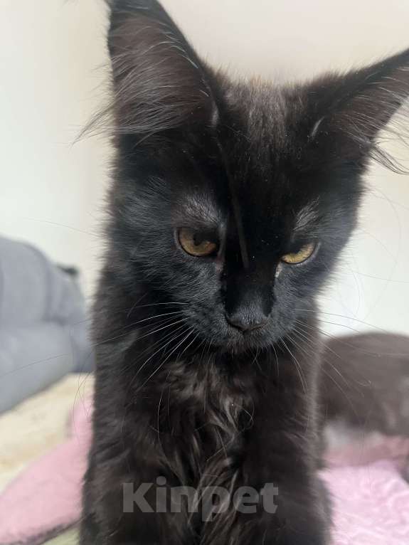 Кошки в Санкт-Петербурге: Бетти Девочка, 15 000 руб. - фото 3