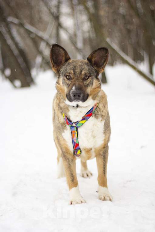 Собаки в Москве: Спокойная и нежная Ивенти в добрые руки Девочка, Бесплатно - фото 5