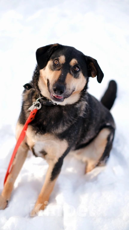 Собаки в Санкт-Петербурге: Киви из приюта в добрые руки Девочка, Бесплатно - фото 10