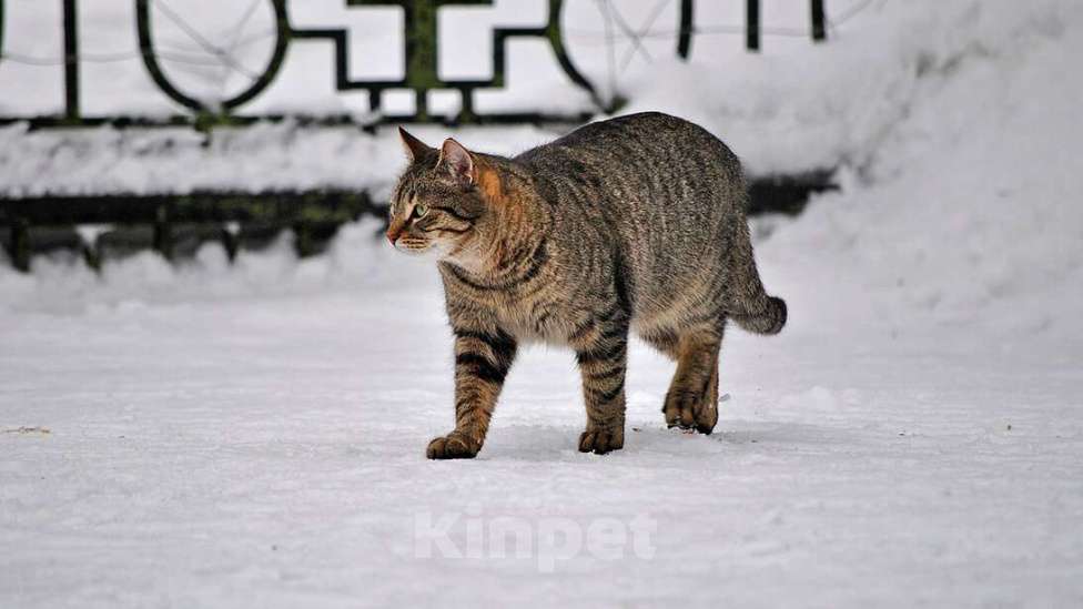 Кошки в Москве: Натан - чудо-кот (1,5 г.) в добрые руки Мальчик, Бесплатно - фото 3