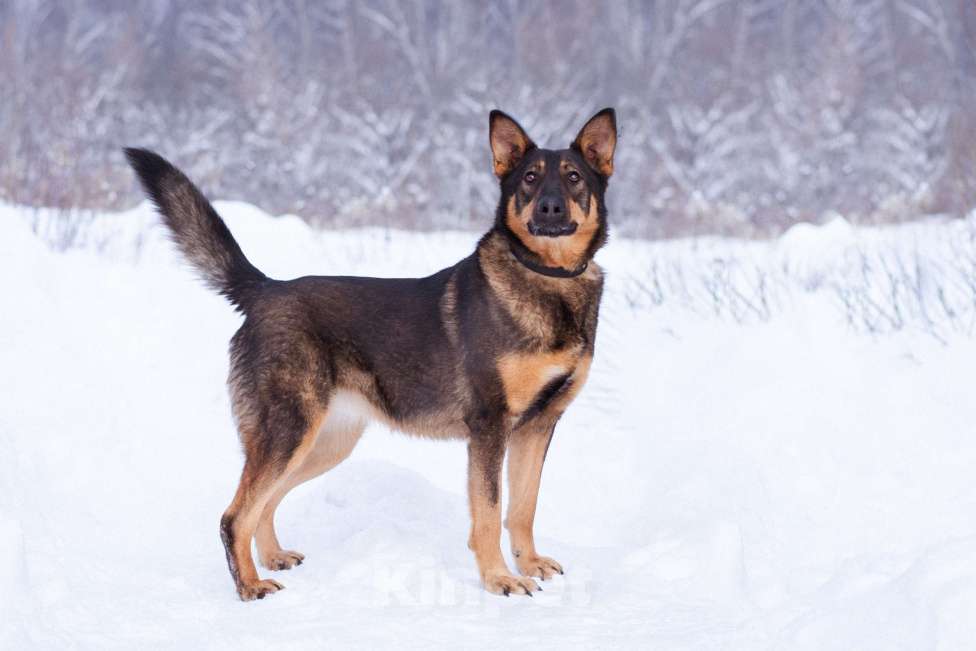 Собаки в Москве: Метис овчарки ищет дом Девочка, Бесплатно - фото 7