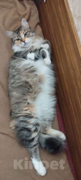 Кошки в Москве: Трехцветная пушистая Шаня, кошечка в добрые руки.   Девочка, Бесплатно - фото 8