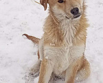 Собаки в Кемерово: Щенок ЛАДА Девочка, 100 руб. - фото 2