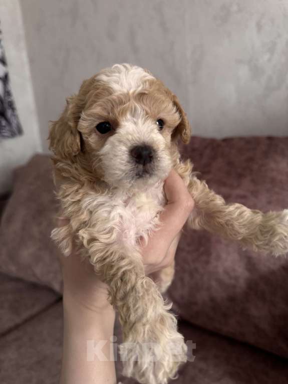 Собаки в Ростове-на-Дону: Щенки  Мальчик, 55 000 руб. - фото 4