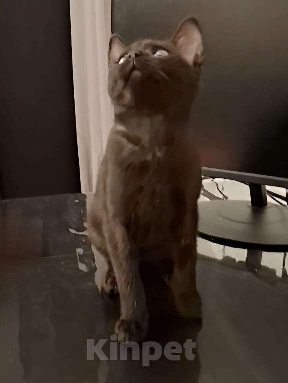 Кошки в Москве: Ласковый котенок в добрые руки Девочка, 300 руб. - фото 5