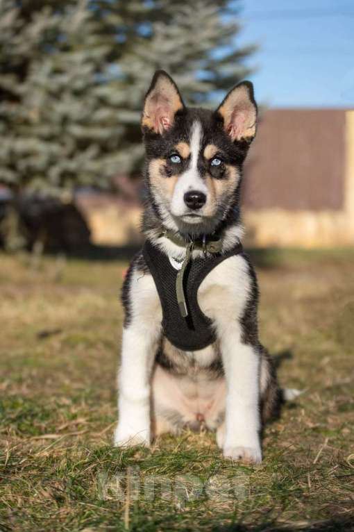 Собаки в Москве: Шейла, 4 месяца, метис хаски, в поиске семьи!  Девочка, Бесплатно - фото 3