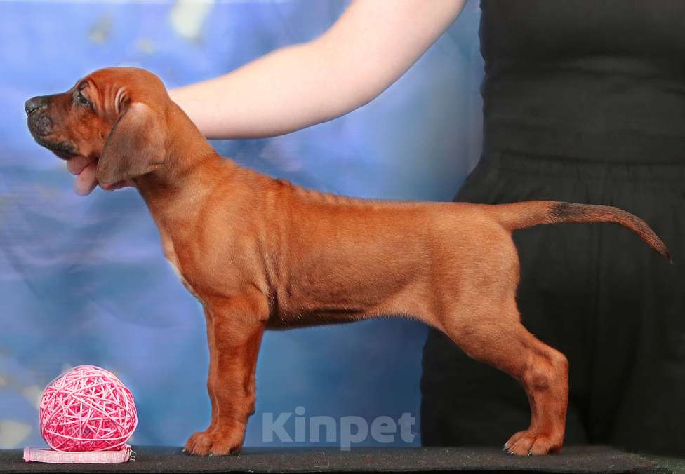 Собаки в Москве: Лучшая среди всех, фантастической красоты девочка с потрясающим умом и способностями. Девочка, 120 000 руб. - фото 2